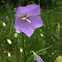 Harebell