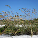 Sea Oats