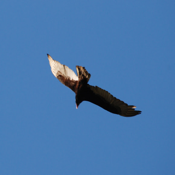 Spotting Image 1