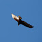 Turkey Vulture
