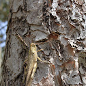 Migratory locust
