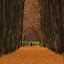 by Irena Klemenčič - Landscapes Forests