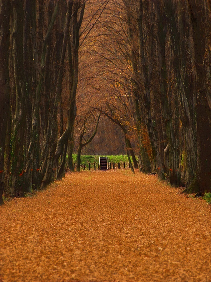 by Irena Klemenčič - Landscapes Forests