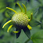 Green-headed Coneflower