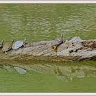 Assam roofed turtle