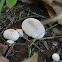 Lycoperdon perlatum