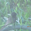 Black Phoebe