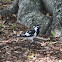 Pee wee or Magpie Lark