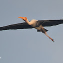 Painted stork
