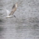 Gull-billed Tern