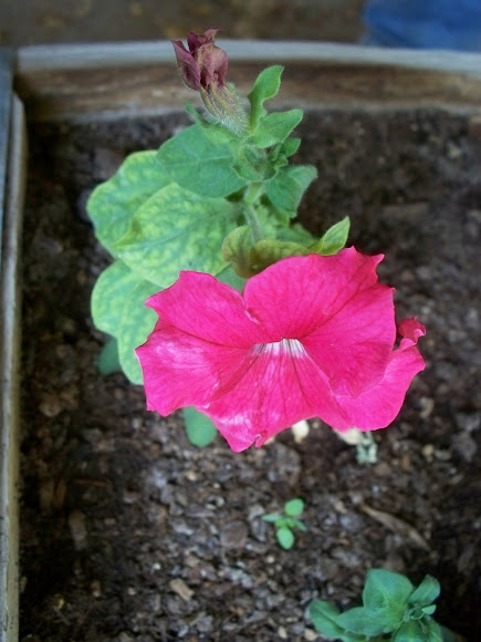Spotting Image 1