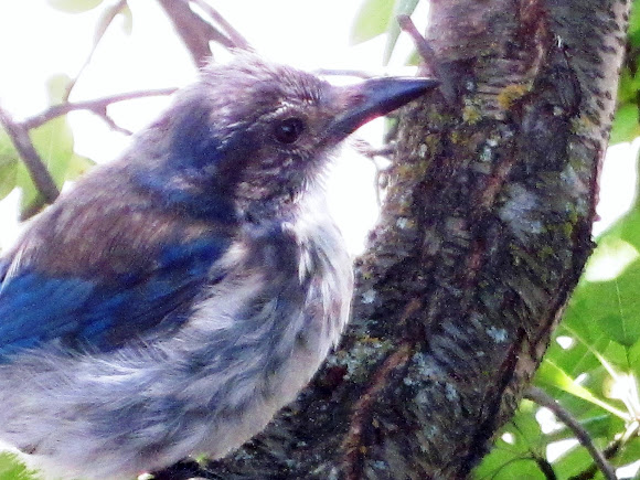 Spotting Image 1