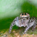 Jumping Spider