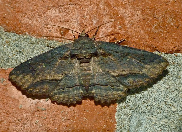 Spotting Image 1