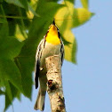 Yellow-throated warbler