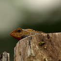 Oriental garden lizard