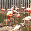 Caribbean flamingo