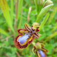 Iberian orchids