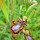 Iberian orchids