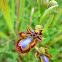 Mirror bee orchid