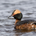 Horned Grebe
