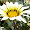 gazania
