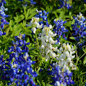 White Texas Bluebonnet (mutant)