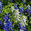 White Texas Bluebonnet (mutant)