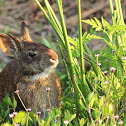 Marsh Rabbit