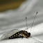Owl-fly