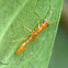 Pseudomyrmex pallidus