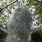 หนวดฤาษี