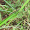 Green skimmer