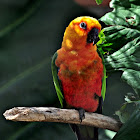 Jandaya Parakeet