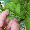 Spicebush swallowtail caterpillar