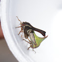 Thorn Treehopper