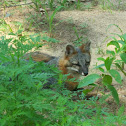 Gray fox