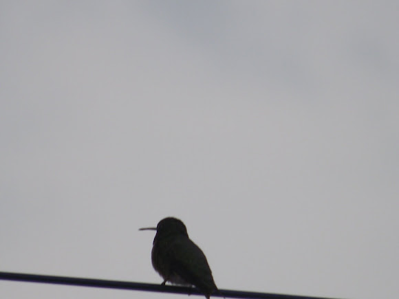 Spotting Image 1