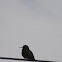 Hummingbird