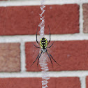 Writing Spider