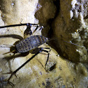 Cave cricket