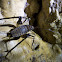 Cave cricket