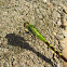 Green Darner
