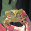 Shore crab