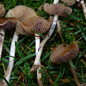 Lawn fungi near woodchips/mulch
