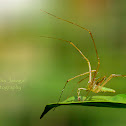 Green Lynx Spider(Male)