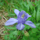 Columbine