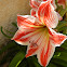 Amaryllis