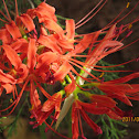 Spider lilies