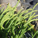 Dwarf saltwort
